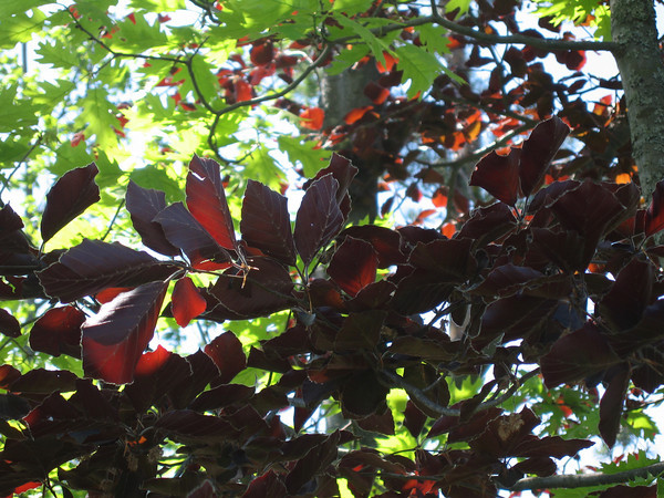 leaves1.jpg